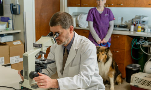 Doc Examining Dog's Bloodwork
