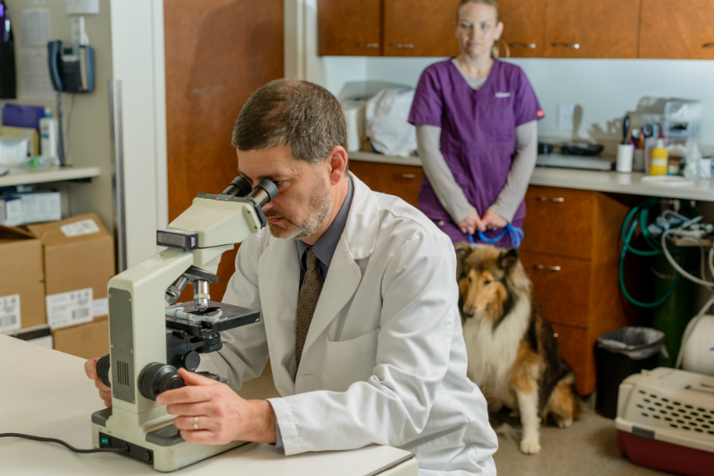 Doc Examining Dog's Bloodwork