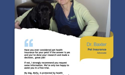 Veterinarian testimonial from Dr. Baxter for Petsecure