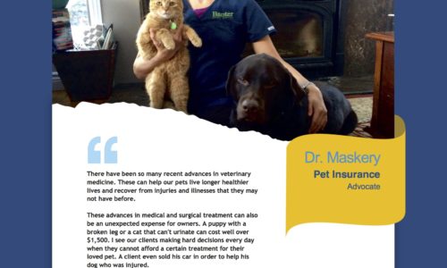 Veterinarian testimonial from Dr. Maskery for Petsecure