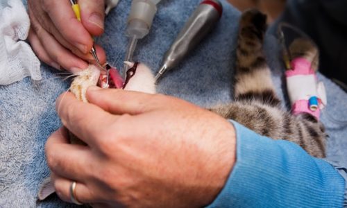 Veterinary technician performing dental procedure on a cat