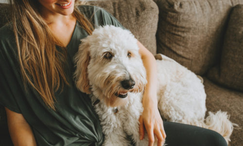 Owner sitting with dog on the couch
