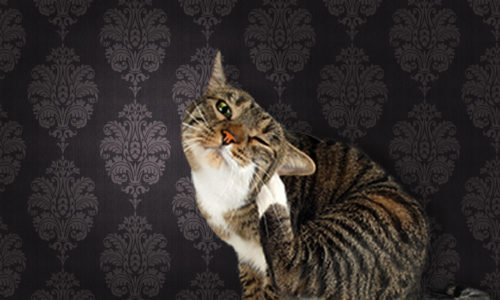Cat scratching itself against brown pattern wallpaper background