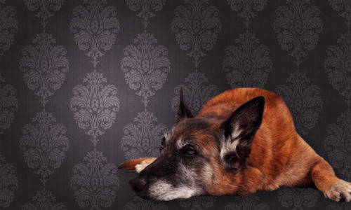 Dog against brown pattern wallpaper background