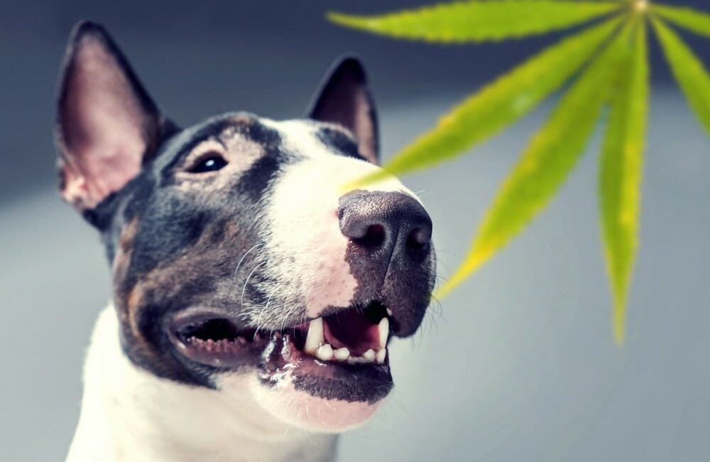 Dog next to cannabis leaf
