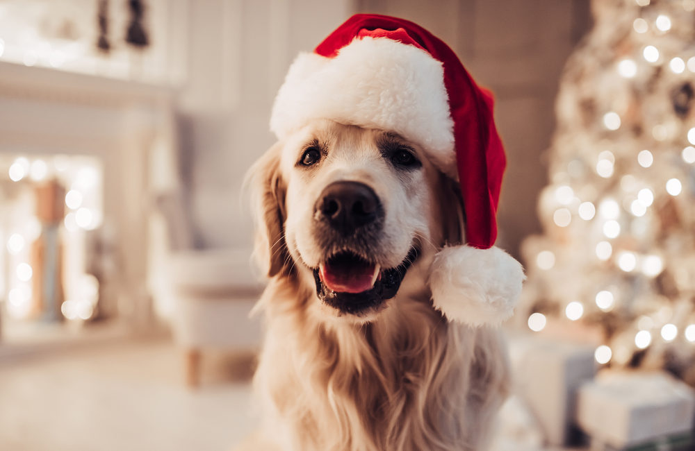 Dog wearing a Santa hat with a Christmas tree in the background