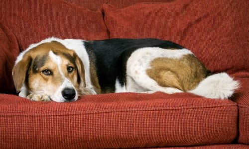 Dog lying on the couch