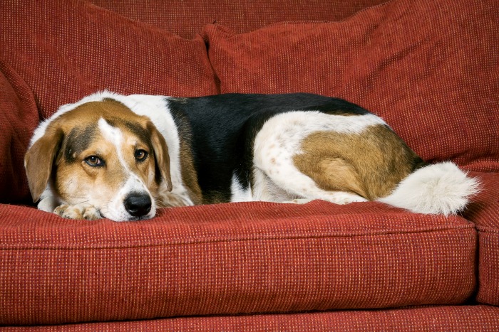 Dog lying on the couch