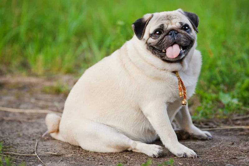 Overweight Tips For Dogs