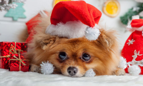 Dog wearing a Santa hat surrounded by Christmas decorations