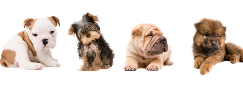 Puppies against white background