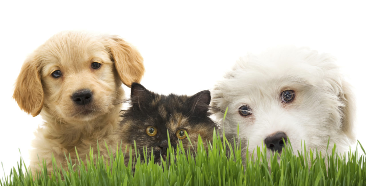Two dogs and a cat with grass and white background