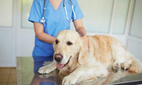 Useful Tips to Prepare Your Pet for the Vet