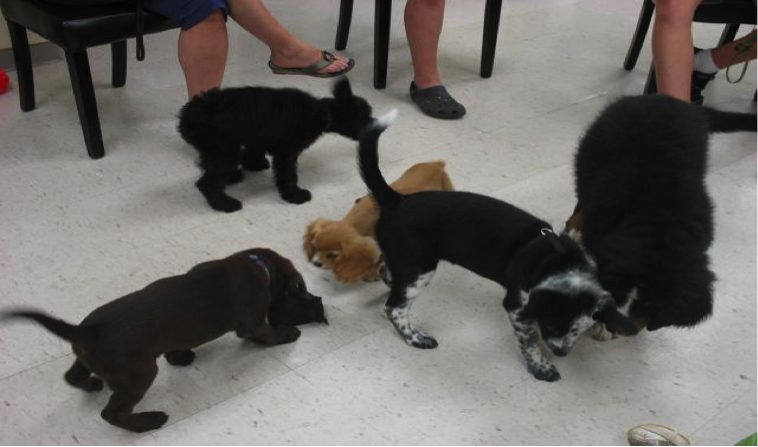Puppies playing indoors