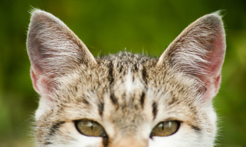 cat ear