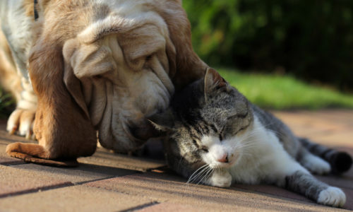 dog and cat bonding