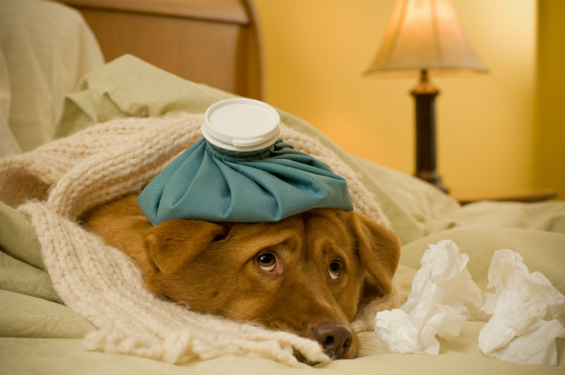 What You Need to Know About Canine Influenza